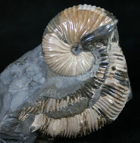 Hoploscaphites Brevis Ammonite Display #8958